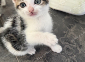 5 gorgeous kittens