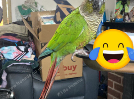 Young Conure