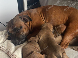 Kc red male puppy&rsquo;s with black mask