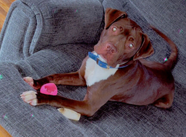 Cain corso cross staffy