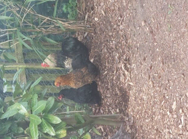 Bantam trio