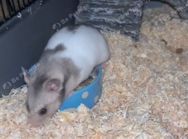 Female hamster