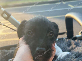 Cockapoo x Staffy puppy