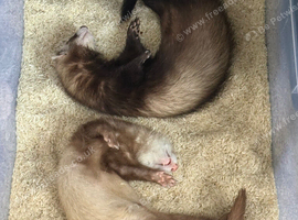 Sandy ferret and a sable mask ferret