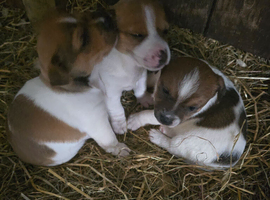 Tw beautiful working jackrussel puppies