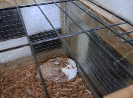 Young quail celedon x tuxedo