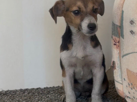 Beautiful JackRussell puppy