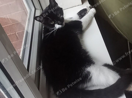 Black and white female cat for rehome