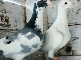 German beauty pigeons