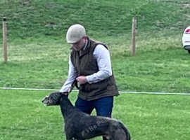 Deerhound x greyhound