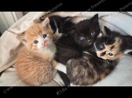 4 Adorable Kittens - Free Local Delivery Available!