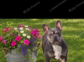 Beautiful KC reg French bulldog girl