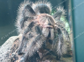 Sub adult male curly tarantula