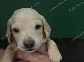 Cream boy looking for his forever home