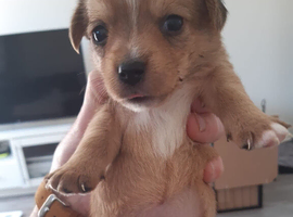 Yorkie Russell&rsquo;s