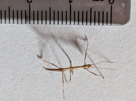 Six Indian Stick Insect Nymphs