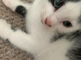 Kittens for sale looking for forever homes