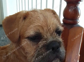 Shih tzu x frenchie