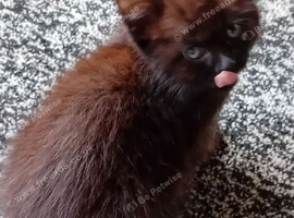 Adorable kittens