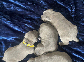 Kc reg blue Staffordshire bull terrier puppies for sale