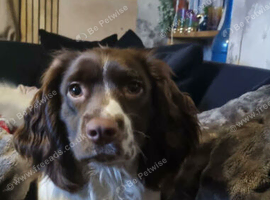 Sprocker Puppies for sale girls and boys
