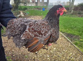 Wyandotte LF Hens
