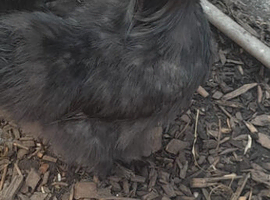 Gourgeous black silkie boy