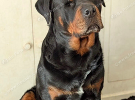 Male Rottweiler