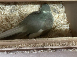 Breeding pair of birds