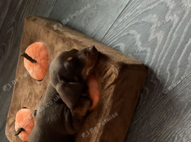 Dachshund Puppies For Sale