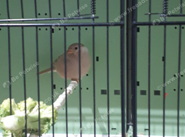 pair siberian bullfinches