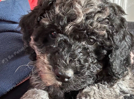 4 gorgeous poodle puppies for sale