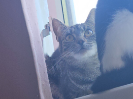 Kitten