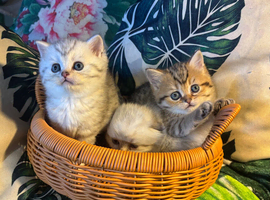 Full Pedigree Kittens