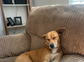 Podenco mix female