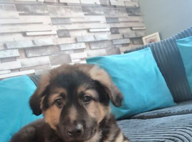 Puppy