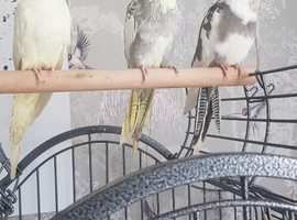 3 young cockatiels