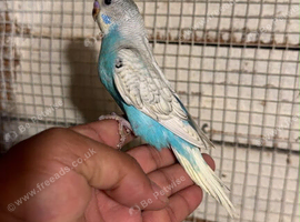 Baby budgies for sale  &pound;40 each collection mk404nn
