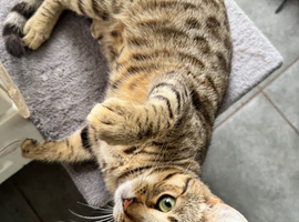 Beautiful Young Female Cat Looking for Her Forever Home