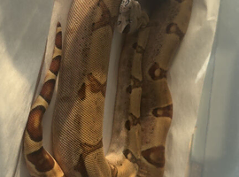 SUPER HYPO (dwarf)