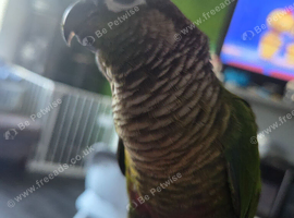 Green cheeky conure