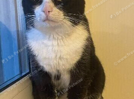 Male cat