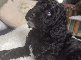 Curly F1B Cockapoo male black real life teddy bear!