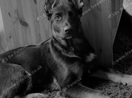 puppy