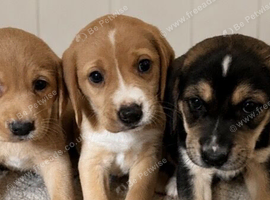 Beagle x labs ready now