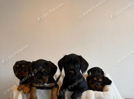 Jackapoo puppies