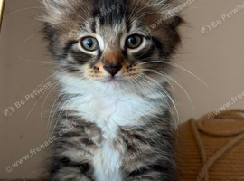 8 week old kittens READY TO LEAVE