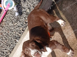 Cocker spaniel pup