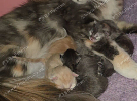 Kittens ready 17/10/26