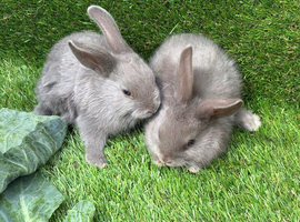 Gorgeous grey bunnies